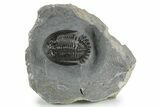Uncommon Mrakibina Trilobite - Mrakib, Morocco #353041-1